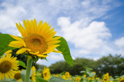 長生きするって大変だね